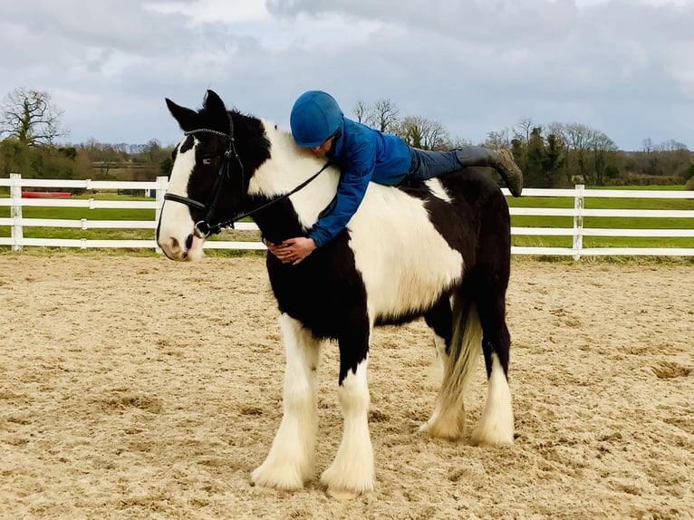 Cob Gelding 4 years 15,3 hh Pinto in Mountrath