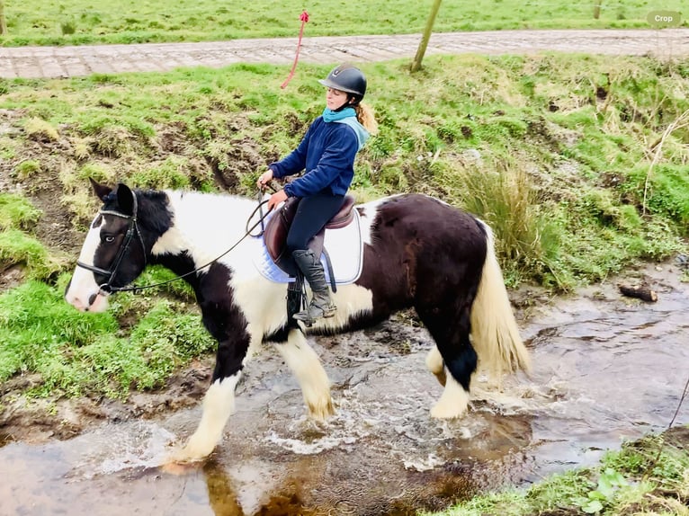 Cob Gelding 4 years 15,3 hh Pinto in Mountrath