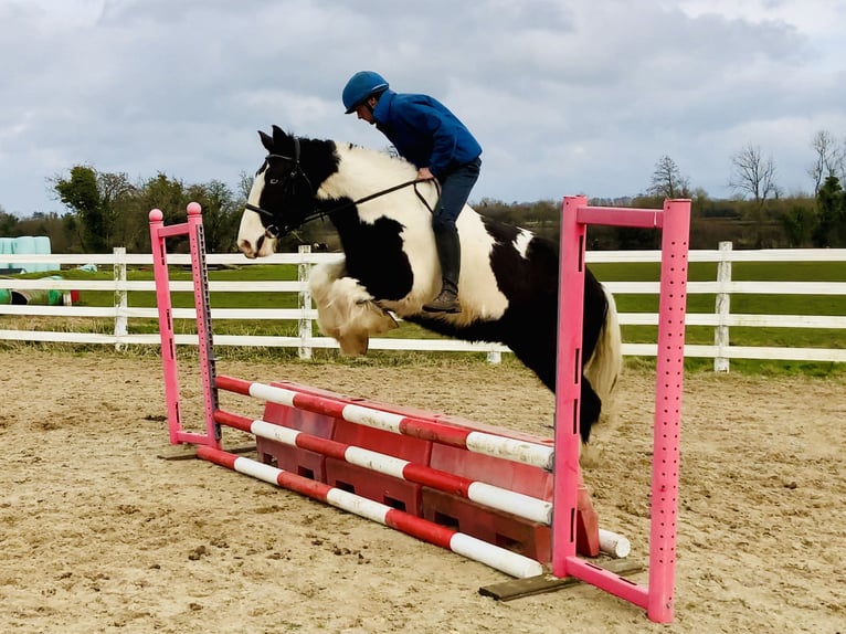 Cob Gelding 4 years 15,3 hh Pinto in Mountrath