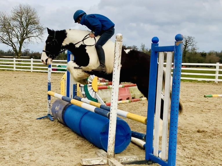 Cob Gelding 4 years 15,3 hh Pinto in Mountrath