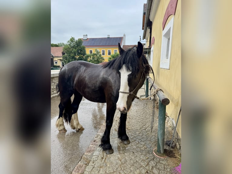 Cob Gelding 4 years 15 hh Black in Tulln
