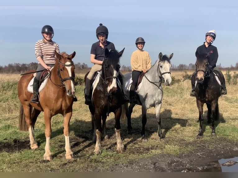 Cob Mix Gelding 4 years 15 hh Chestnut in Laois