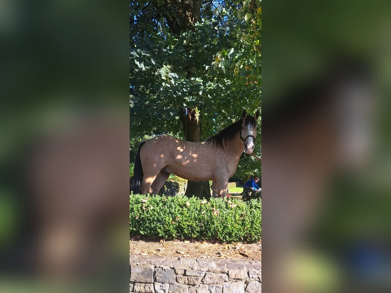 Cob Mix Gelding 4 years 15 hh Dun in Kells Co meath