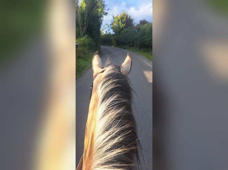 Cob Mix Gelding 4 years 15 hh Dun in Kells Co meath