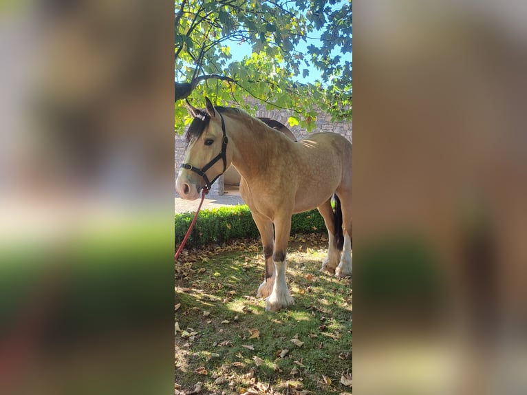 Cob Mix Gelding 4 years 15 hh Dun in Kells Co meath