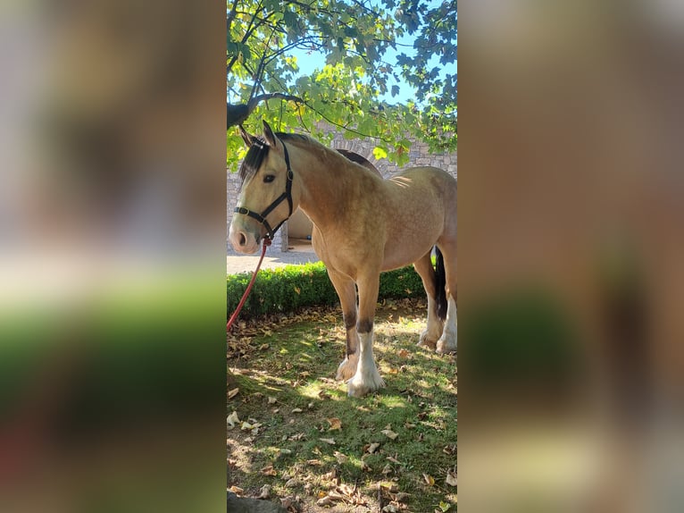 Cob Mix Gelding 4 years 15 hh Dun in Kells Co meath