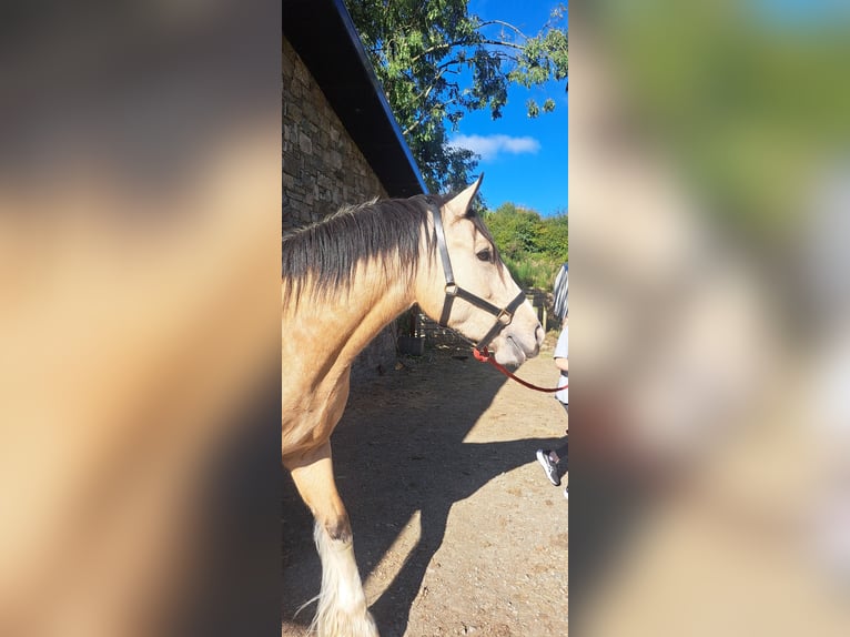 Cob Mix Gelding 4 years 15 hh Dun in Kells Co meath