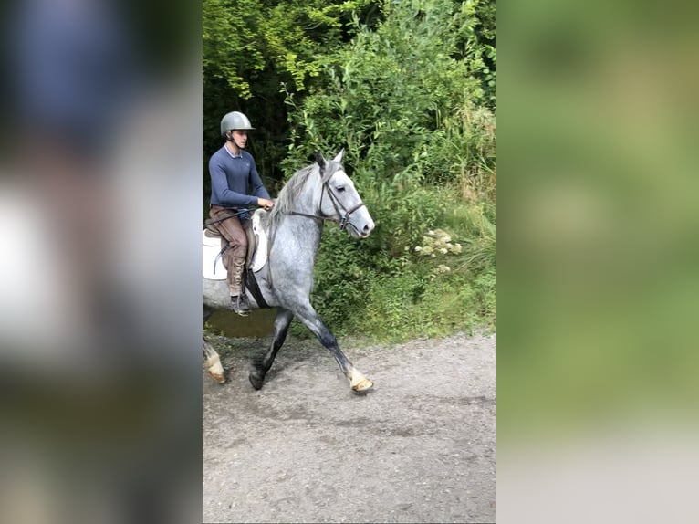 Cob Gelding 4 years 15 hh Gray in Galway