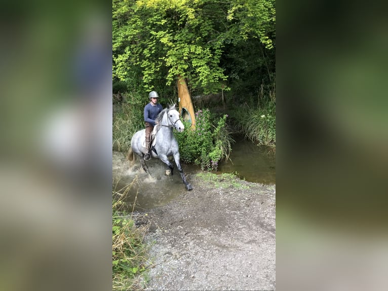 Cob Gelding 4 years 15 hh Gray in Galway