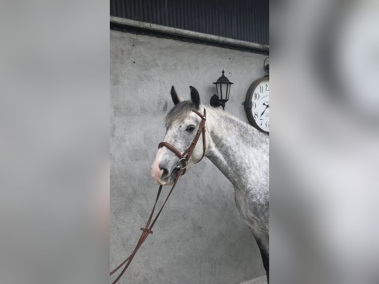 Cob Gelding 4 years 15 hh Gray in Galway