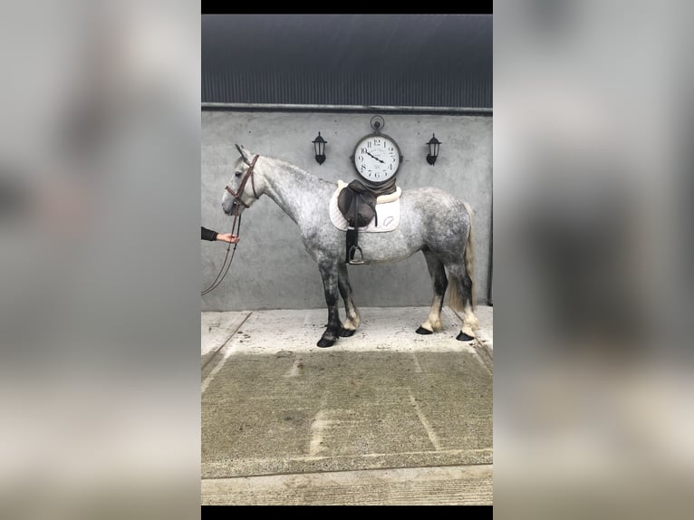 Cob Gelding 4 years 15 hh Gray in Galway