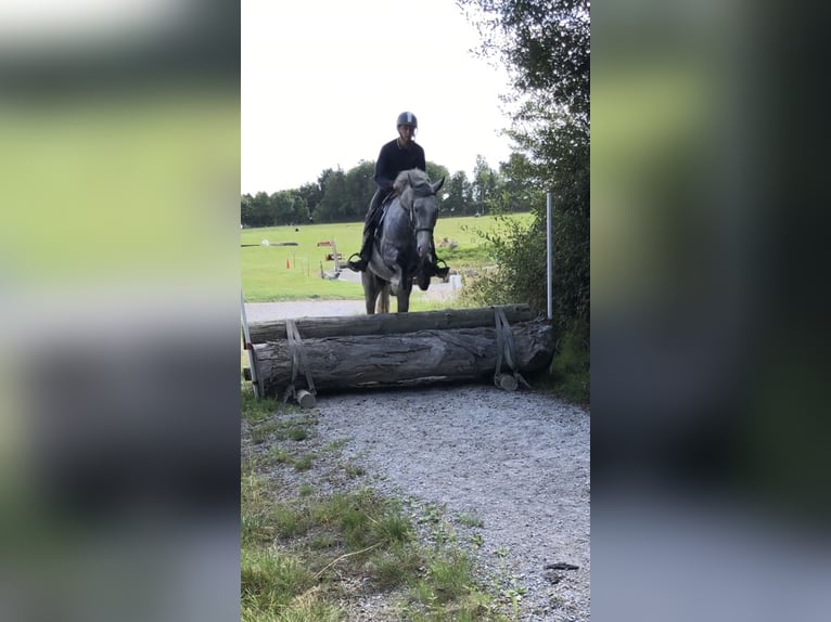 Cob Gelding 4 years 15 hh Gray in Galway