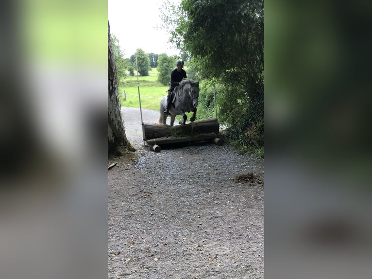 Cob Gelding 4 years 15 hh Gray in Galway