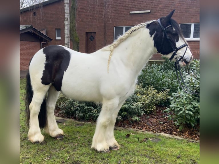 Cob Gelding 4 years 15 hh Pinto in Hopsten