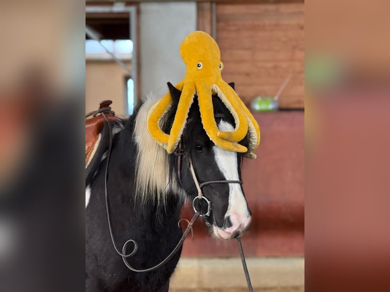 Cob Gelding 4 years 15 hh Pinto in Achstetten