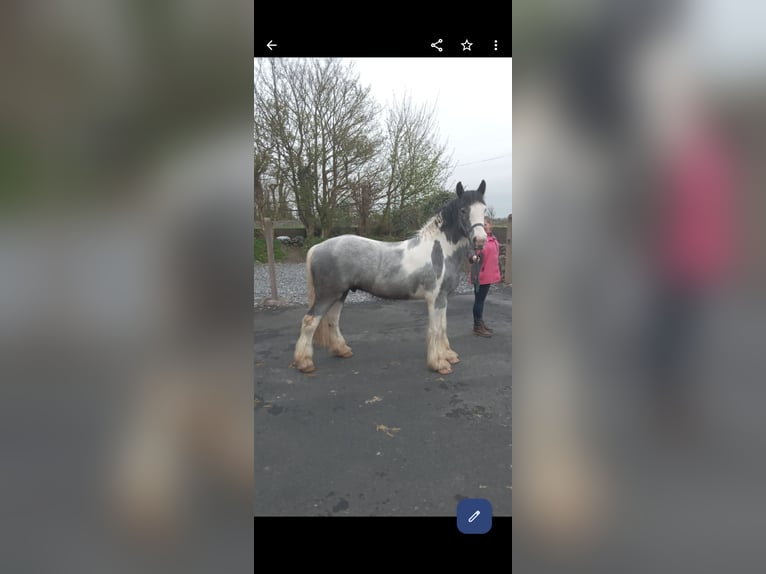 Cob Gelding 4 years 15 hh in Tuam