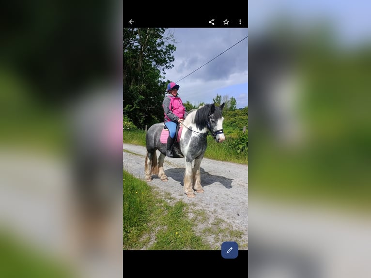 Cob Gelding 4 years 15 hh in Tuam