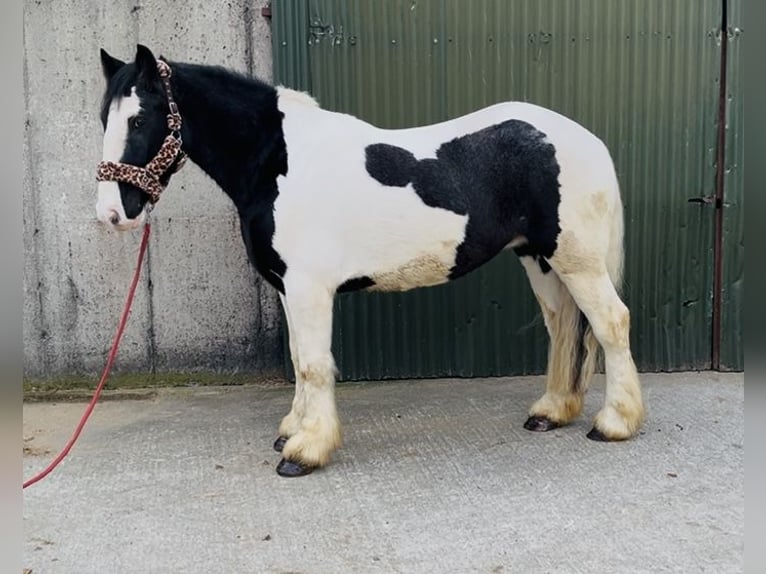 Cob Gelding 4 years 15,1 hh Leopard-Piebald in Sligo
