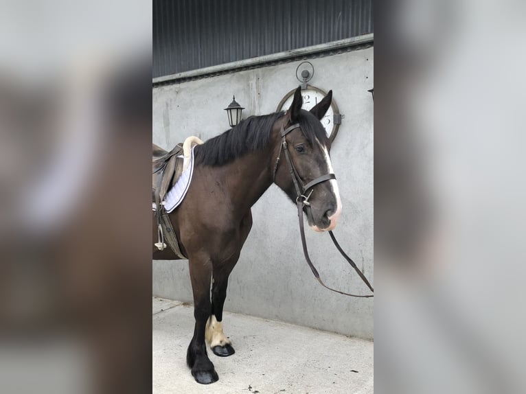 Cob Gelding 4 years 15,2 hh Brown in Galway