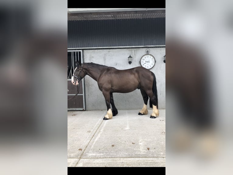 Cob Gelding 4 years 15,2 hh Brown in Galway