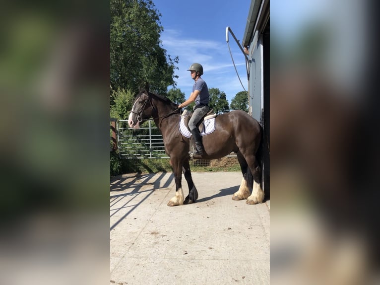 Cob Gelding 4 years 15,2 hh Brown in Galway
