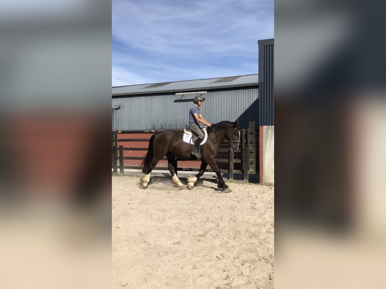 Cob Gelding 4 years 15,2 hh Brown in Galway