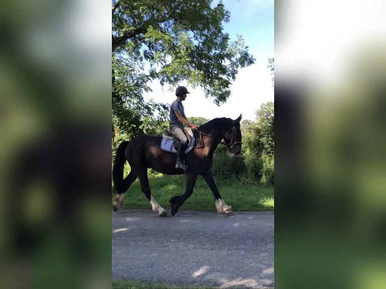 Cob Gelding 4 years 15,2 hh Brown in Galway