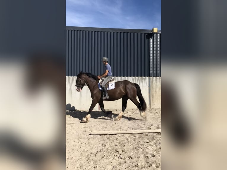 Cob Gelding 4 years 15,2 hh Brown in Galway