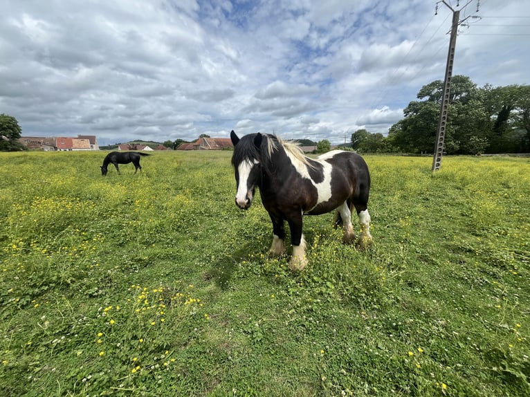 Cob Gelding 4 years 15,2 hh Brown in Vic des Pr&#xE9;s