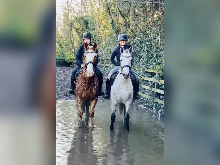 Cob Gelding 4 years 15,2 hh Roan-Red in Mountrath