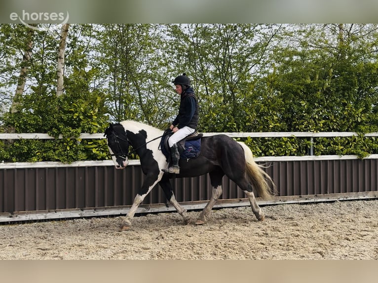 Cob Gelding 4 years 16 hh Pinto in Mountrath, Co. Laois