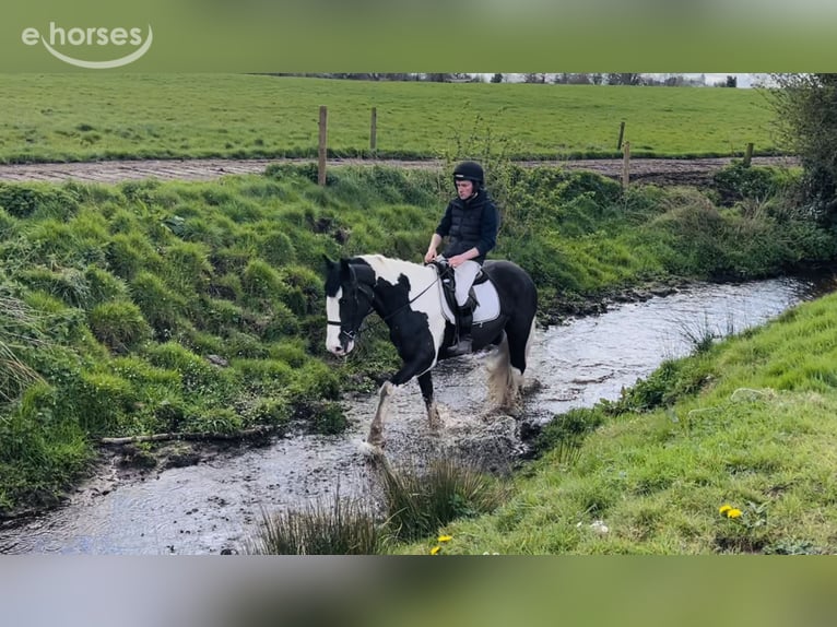 Cob Gelding 4 years 16 hh Pinto in Mountrath, Co. Laois