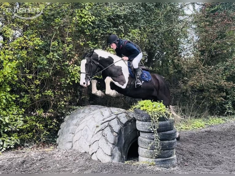 Cob Gelding 4 years 16 hh Pinto in Mountrath, Co. Laois