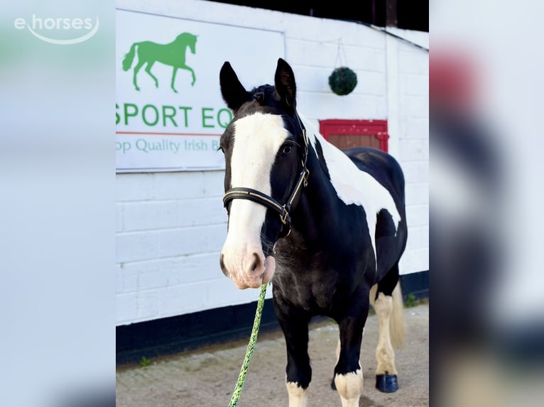 Cob Gelding 4 years 16 hh Pinto in Mountrath, Co. Laois