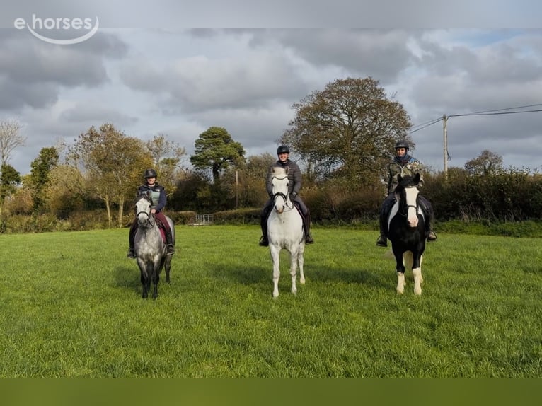 Cob Gelding 4 years 16 hh Pinto in Mountrath, Co. Laois