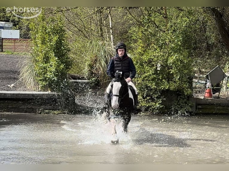 Cob Gelding 4 years 16 hh Pinto in Mountrath, Co. Laois
