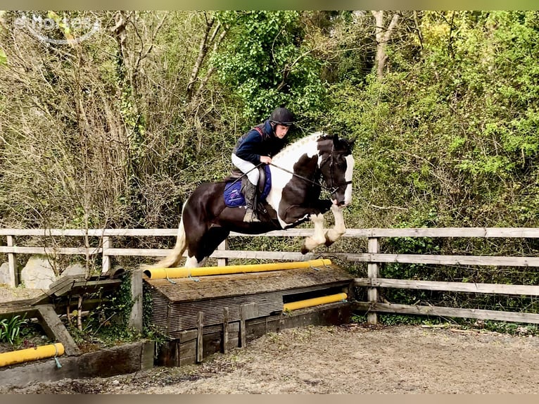 Cob Gelding 4 years 16 hh Pinto in Mountrath, Co. Laois