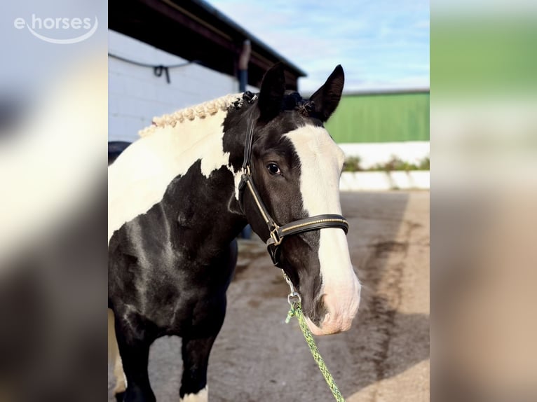 Cob Gelding 4 years 16 hh Pinto in Mountrath, Co. Laois
