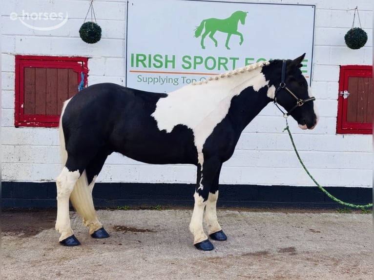 Cob Gelding 4 years 16 hh Pinto in Mountrath, Co. Laois