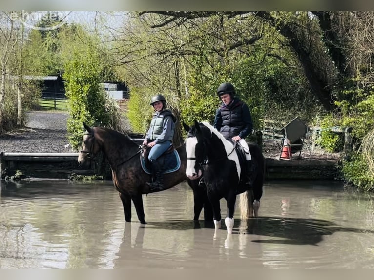 Cob Gelding 4 years 16 hh Pinto in Mountrath, Co. Laois