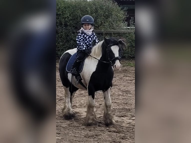 Cob Mix Gelding 5 years 12.2 hh Tobiano-all-colors in Trebbin