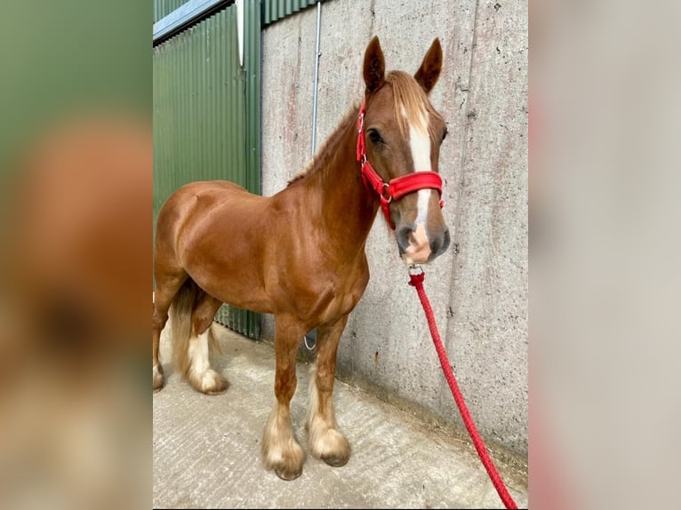 Cob Gelding 5 years 12 hh in Sligo