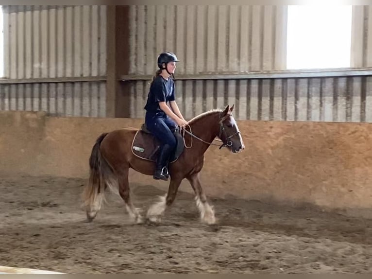 Cob Gelding 5 years 12 hh in Sligo