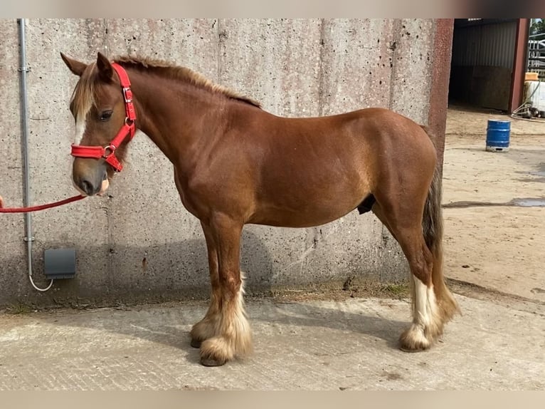 Cob Gelding 5 years 12 hh in Sligo