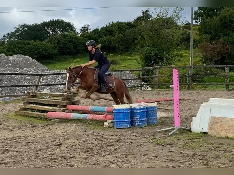 Cob Gelding 5 years 12 hh in Sligo