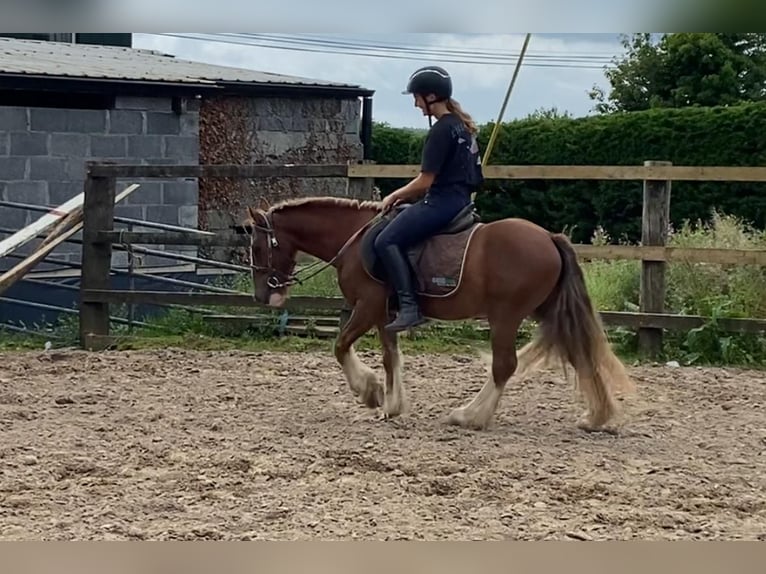 Cob Gelding 5 years 12 hh in Sligo