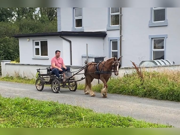 Cob Gelding 5 years 12 hh in Sligo