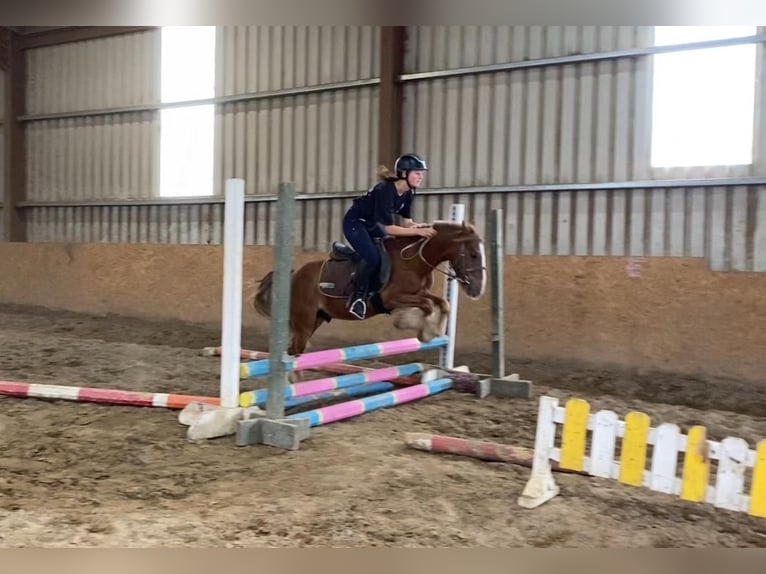 Cob Gelding 5 years 12 hh in Sligo