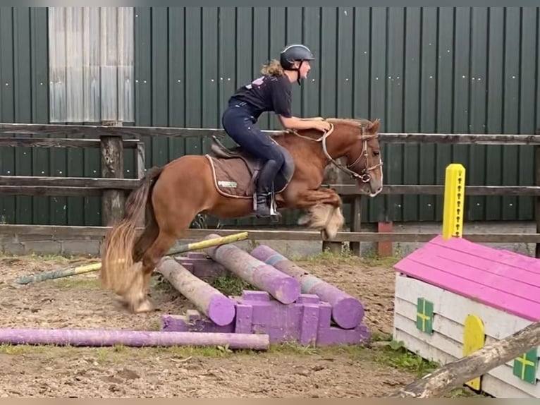 Cob Gelding 5 years 12 hh in Sligo