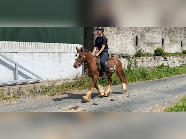 Cob Gelding 5 years 12 hh in Sligo